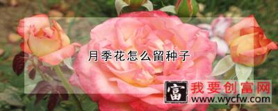 月季花怎么留种子