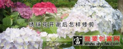 绣球花开谢后怎样修剪