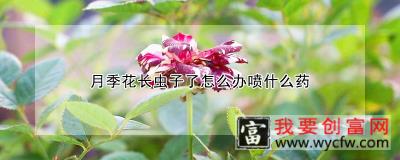 月季花长虫子了怎么办喷什么药