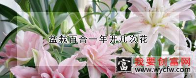 盆栽百合一年开几次花