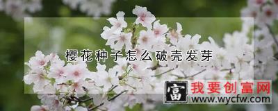 樱花种子怎么破壳发芽