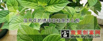 没开花的绣球花枝条怎么剪