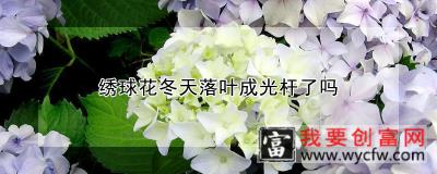 绣球花冬天落叶成光杆了吗