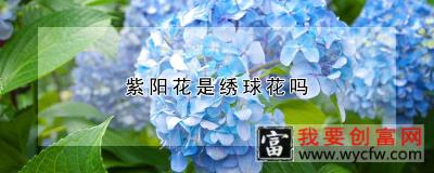 紫阳花是绣球花吗