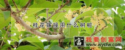 桂花嫁接用什么树桩