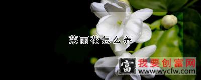 苿丽花怎么养