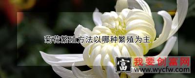 菊花繁殖方法以哪种繁殖为主