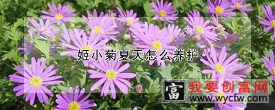 姬小菊夏天怎么养护