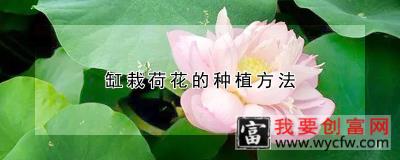 缸栽荷花的<a href=https://www.wycfw.com/e/tags/?tagid=232 target=_blank class=infotextkey>种植方法</a>