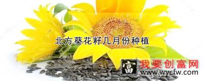 北方葵花籽几月份种植