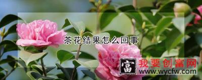 茶花结果怎么回事