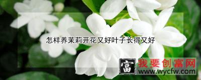 怎样养茉莉开花又好叶子长得又好