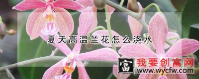 夏天高温兰花怎么浇水