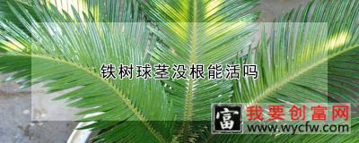 铁树球茎没根能活吗