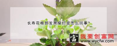 长寿花根部发黑腐烂是怎么回事？