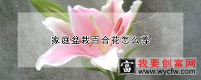 家庭盆栽百合花怎么养