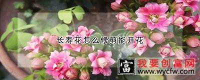 长寿花怎么修剪能开花