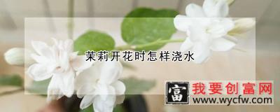 茉莉开花时怎样浇水