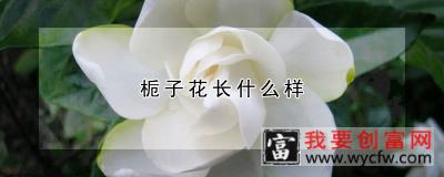 栀子花长什么样