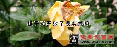 栀子花开败了要剪掉嘛