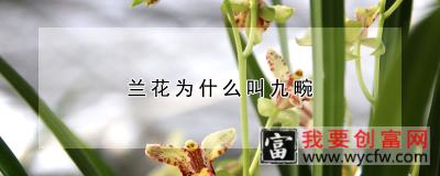 兰花为什么叫九畹