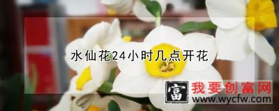 水仙花24小时几点开花