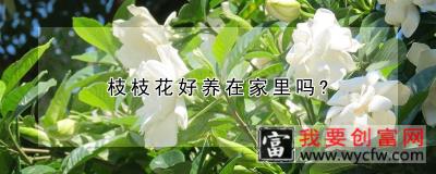 枝枝花好养在家里吗？