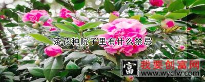 茶花种院子里有什么禁忌