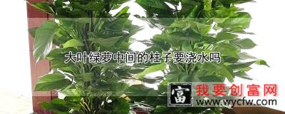 大叶绿萝中间的柱子要浇水吗