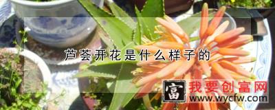 芦荟开花是什么样子的