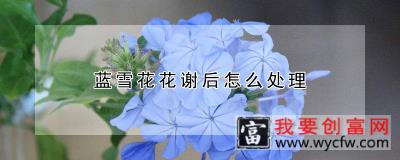 蓝雪花花谢后怎么处理