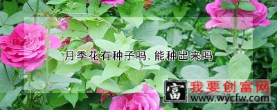 月季花有种子吗，能种出来吗