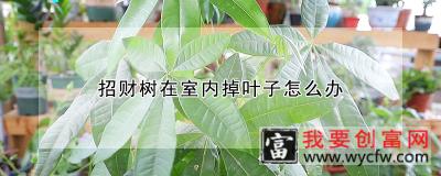 招财树在室内掉叶子怎么办