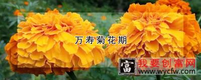 万寿菊花期