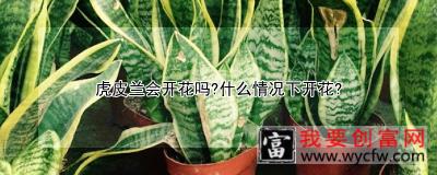 虎皮兰会开花吗？什么情况下开花？