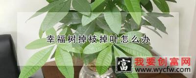 幸福树掉枝掉叶怎么办