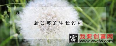 蒲公英的生长过程