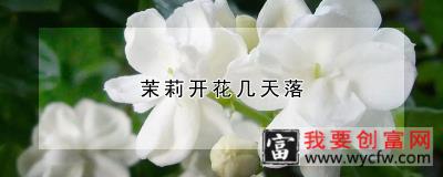 茉莉开花几天落