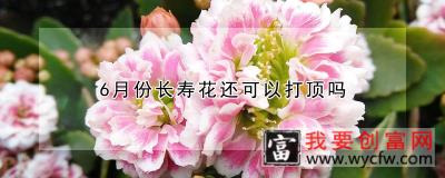 6月份长寿花还可以打顶吗