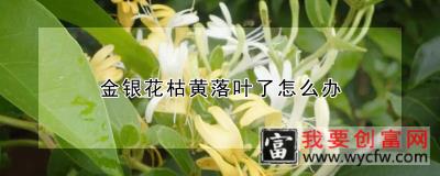 金银花枯黄落叶了怎么办