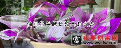 油画吊兰越长越高怎么办