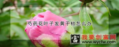 芍药花叶子发黄干枯怎么办