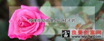 玫瑰花幼苗是什么样子的