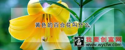 黄色的百合花叫什么