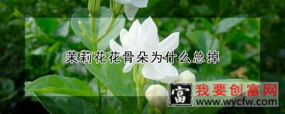 茉莉花花骨朵为什么总掉