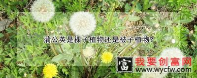 蒲公英是裸子植物还是被子植物？