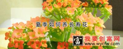 夏季如何养长寿花