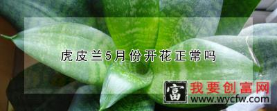 虎皮兰5月份开花正常吗