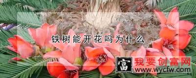 铁树能开花吗为什么