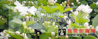 茉莉花适合在室内养吗